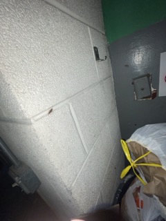 Cockroaches clustering around a trash room floor drain